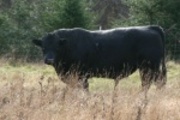Henry, the neighbor bull