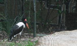 At the Zoo: Saddle-Billed Stork