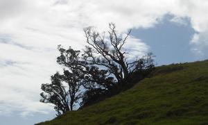 [Photo: Tree silhouettes]