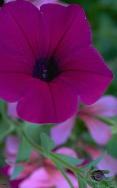 [Photo: some purple flower at the Buchart Gardens]