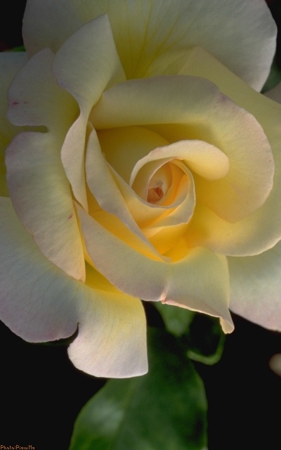 [Photo: a rose at Buchart Gardens]
