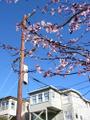 [Photo: Power Pole and Blossoms]