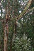 [Photo: Eucalyptus]