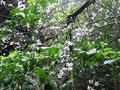 [Photo: Flowering Tree on UCSF's Mount Parnassus]