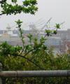 [Photo: Waterfront: Cranes]