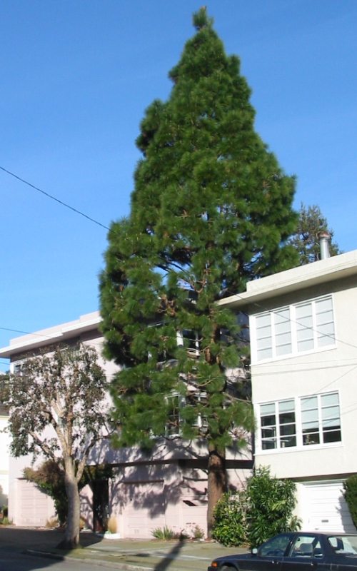 [Photo: Big tree, by urban standards]