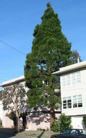 Big tree, by urban standards