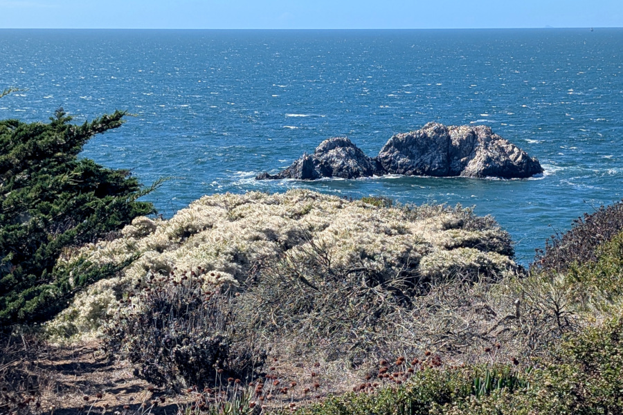 In the foreground, a bush covered with yellow-white webby stuff, something like dandelion puffs. in the background, the ocean and a big guano-spattered rock