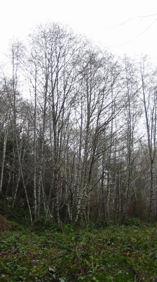 [Photo: 12977_flint_ridge_trail_trees.jpg]