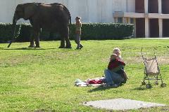 Elephant at Fair Park, Dallas