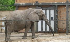 Elephant at Dallas Zoo