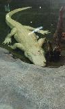 At the Houston Zoo: Albino Alligator
