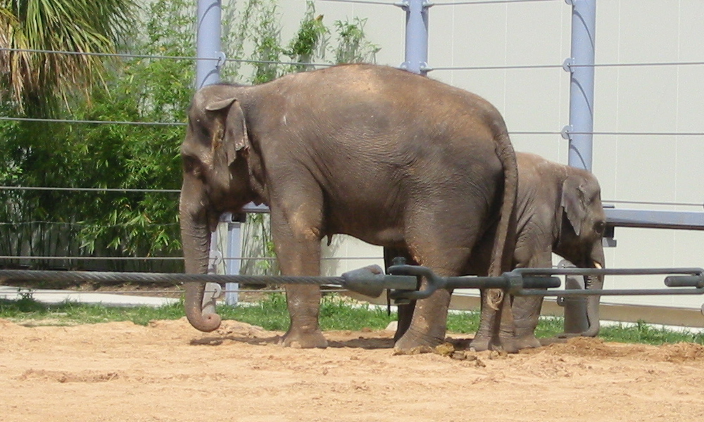 Elephant at Houston Zoo