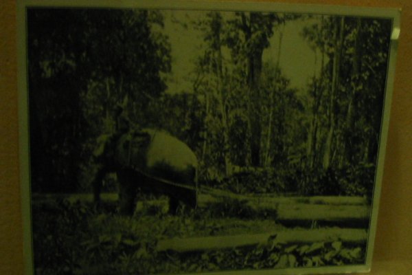[Photo: Photo of Elephant Hauling Mahogany]