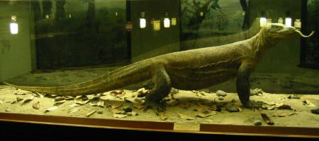 [Photo: Stuffed Komodo Dragon]