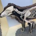 [Photo: cutaway view of a dog, illustrating skeletal structure]