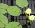 [Photo: water lilies]