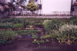 [Photo: Veggie garden]