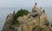 [Photo: et in Monterey pigeons]