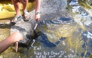 [Photo: Eels!  We would neve]