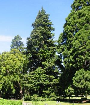 [Photo: Giant Sequoias!  Exo]