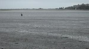 [Photo: Tidal flats with cla]
