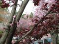 [Photo: Edgewood Lane: Blossom]