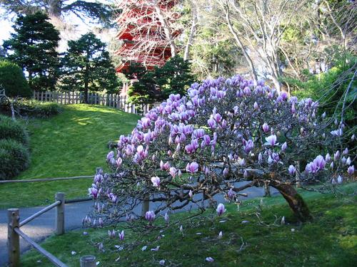[Photo: Japanese Tea Garden Magnolia-Looking Shrub]