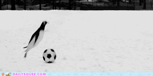 [animated GIF of penguins playing soccer]
