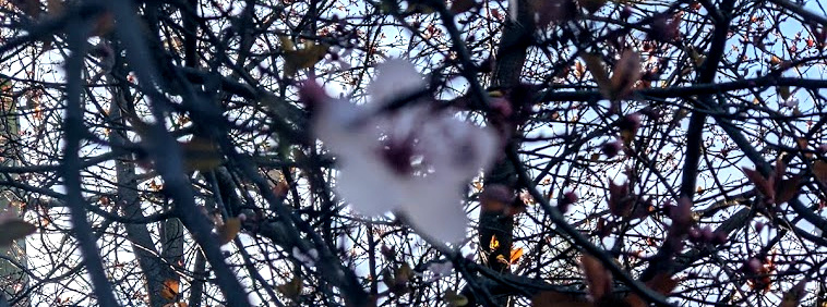 blurry dark picture of a plum blossom among branches