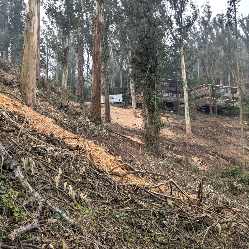 [photo: hillside with some scattered trees among the debris of some felled trees]