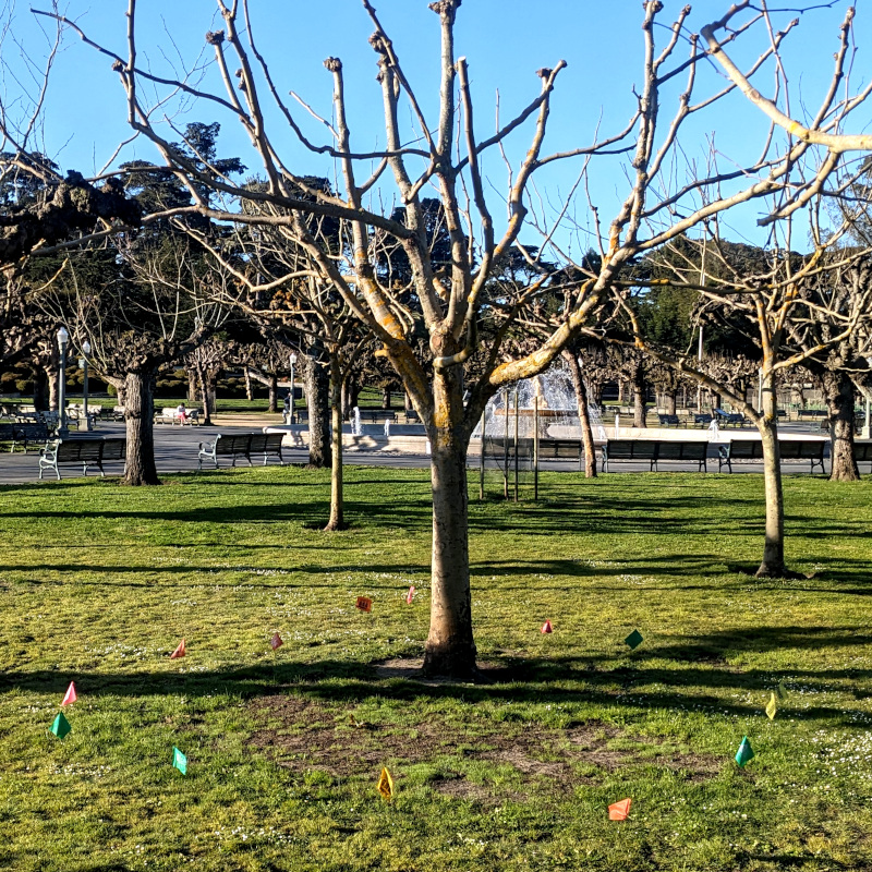 bare-branched tree with a ring of little flags planted in the ground around its base