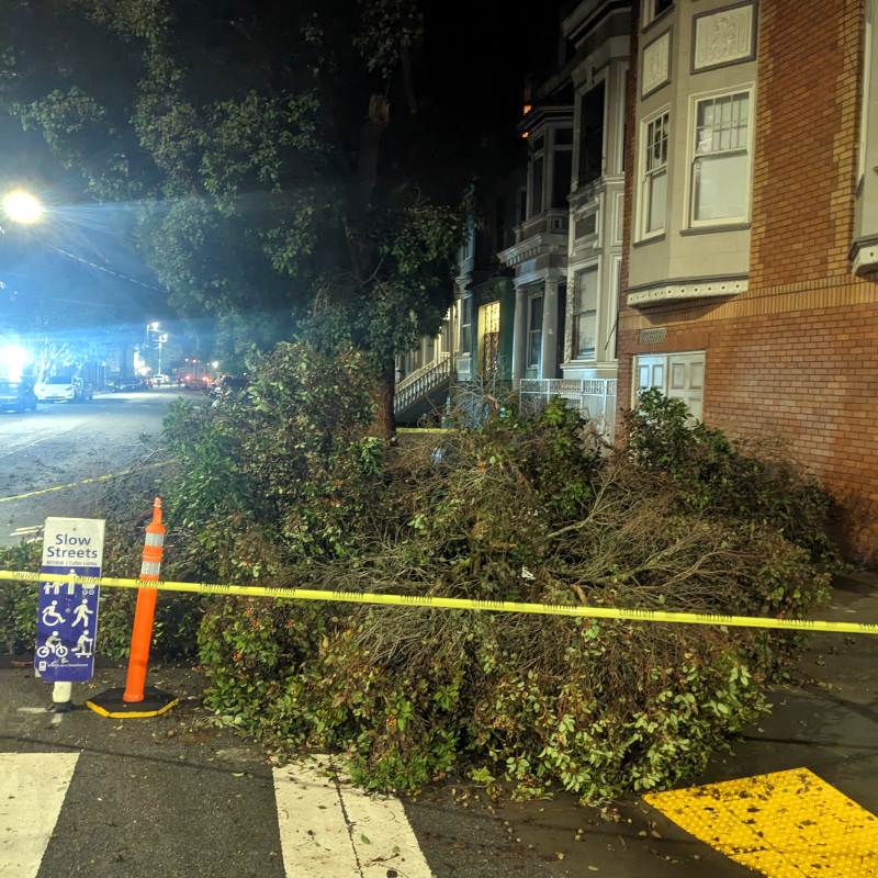 [photo: downed branches at Page Slow Street]
     title=