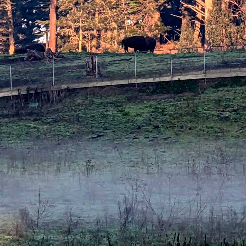 sillhouettes of a couple of bison in a scraggly field