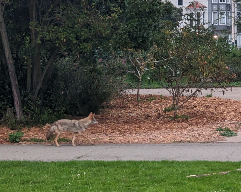 coyote trotting along in search of breakfast