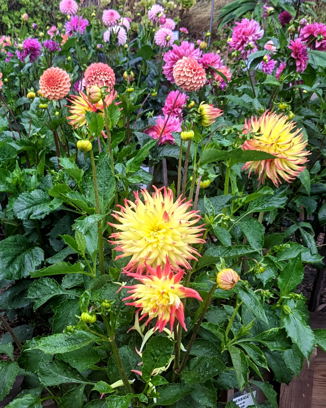 dahlias