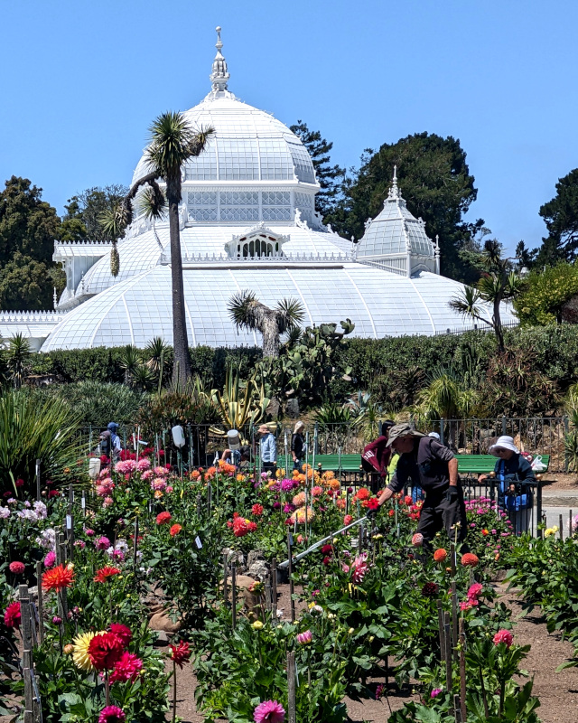 yet more dahlias; also gardeners, observers, and (in the background) the top of the San Francisco Conservatory of Flowers