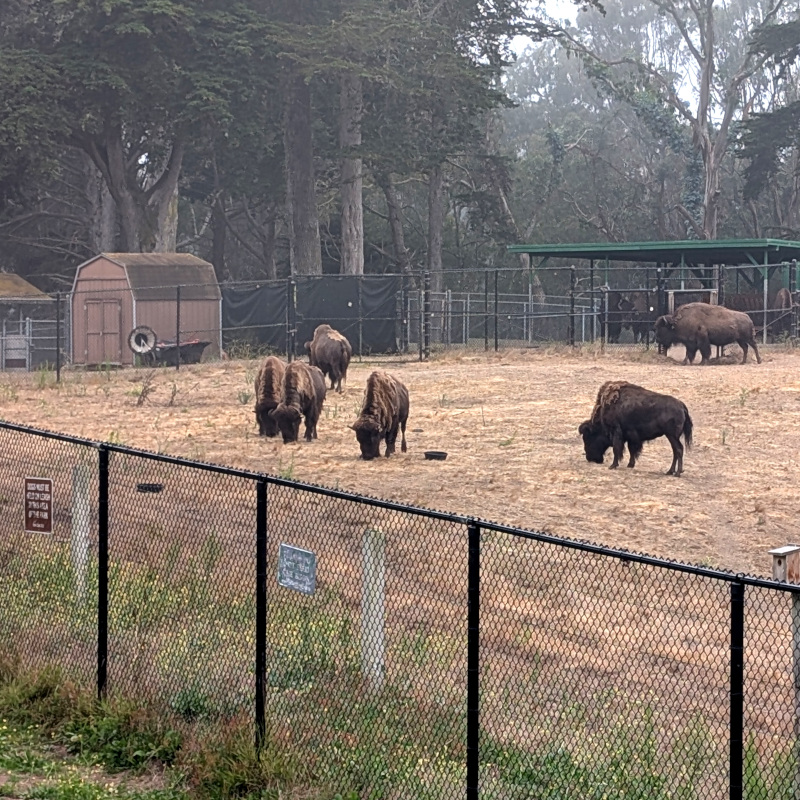 cluster of bison hanging out on a fenced-in hillside. not sure if they look grumpy or I was just projecting