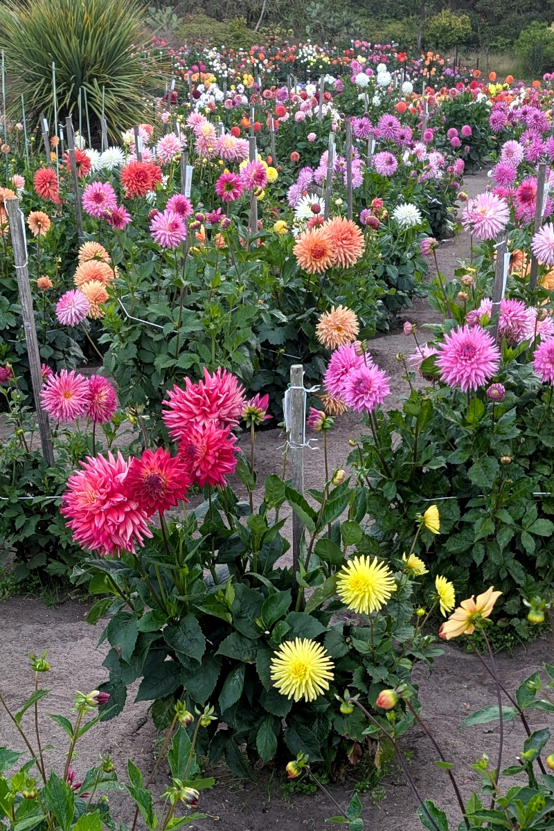 some brightly-colored flowers growing amidst stakes