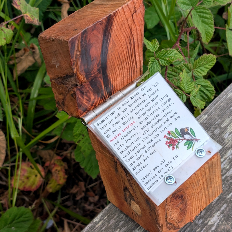 the box, open, reveals some interpretive text about berries: Summertime is well known for berries and the berries we eat all come from wild ancestors. Around El Polin Spring there are many native berries: elderberries (tiny red clusters), thimbleberries (large soft leaves), snowberries (white), twinberries, wild strawberries, California blackberries and more. Even poison oak has berries! See how many different kinds you can notice. [Note: Not all berries are safe for humans to eat!]