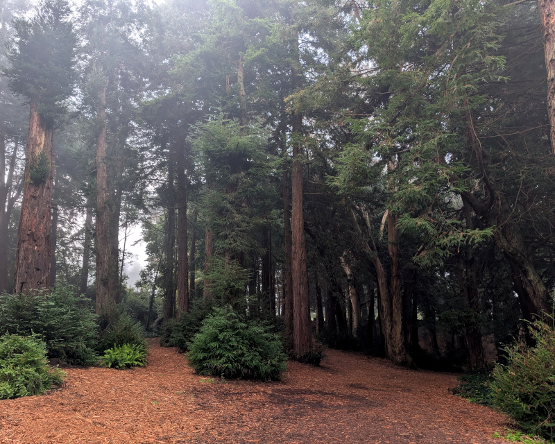 fork in a path among redwood trees. the path is 'paved' with wood chips and needles. looking up, you can see the treetops, but they're kinda obscured by fog