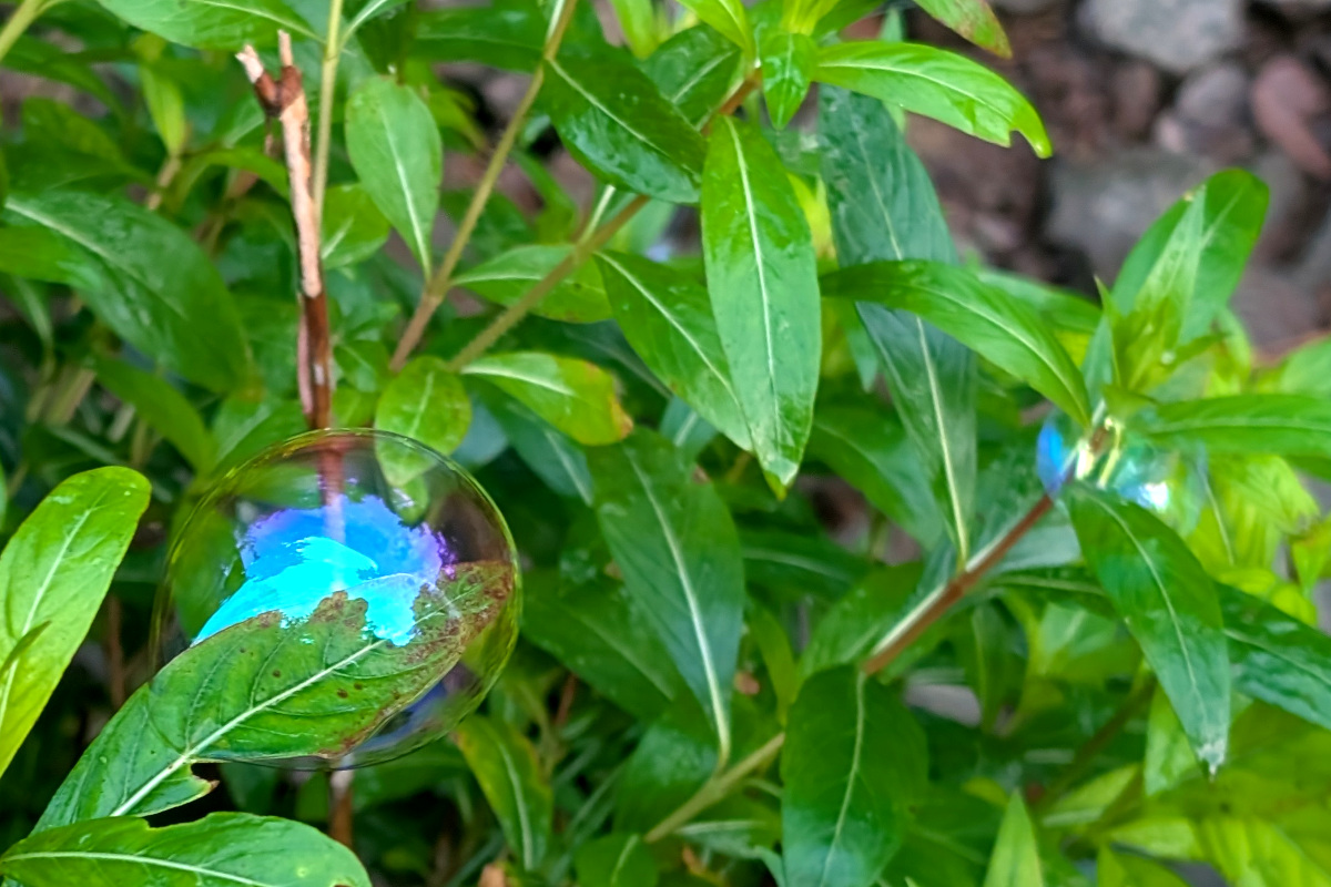 bright green leaves. at first you might think there's a bright blue strangely-shaped flower resting on the leaves, but when you look more closely, you see it's a soap bubble reflecting something bright (the sky?)