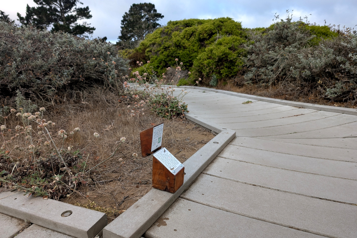 boardwalk on sand among pale low shrubs and dry-looking flowering plants. On the edge of the board walk is a hinged piece of wood containing some interpretive text. The text is too small to read, but it's letting you know that this is one of the best places in SF to see a lizard, especially a Western fence lizard or a San Francisco alligator lizard