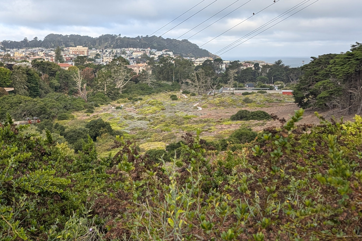 view of a valley from an overlook. low part of the valley has some pale low brush; further up the hill is sandy soil. trees surround the valley. beyond the trees to the north: Seacliff neighborhood mansions, Golden Gate strait. beyond the trees to the southwest: outer Richmond district buildings, Lincoln park
