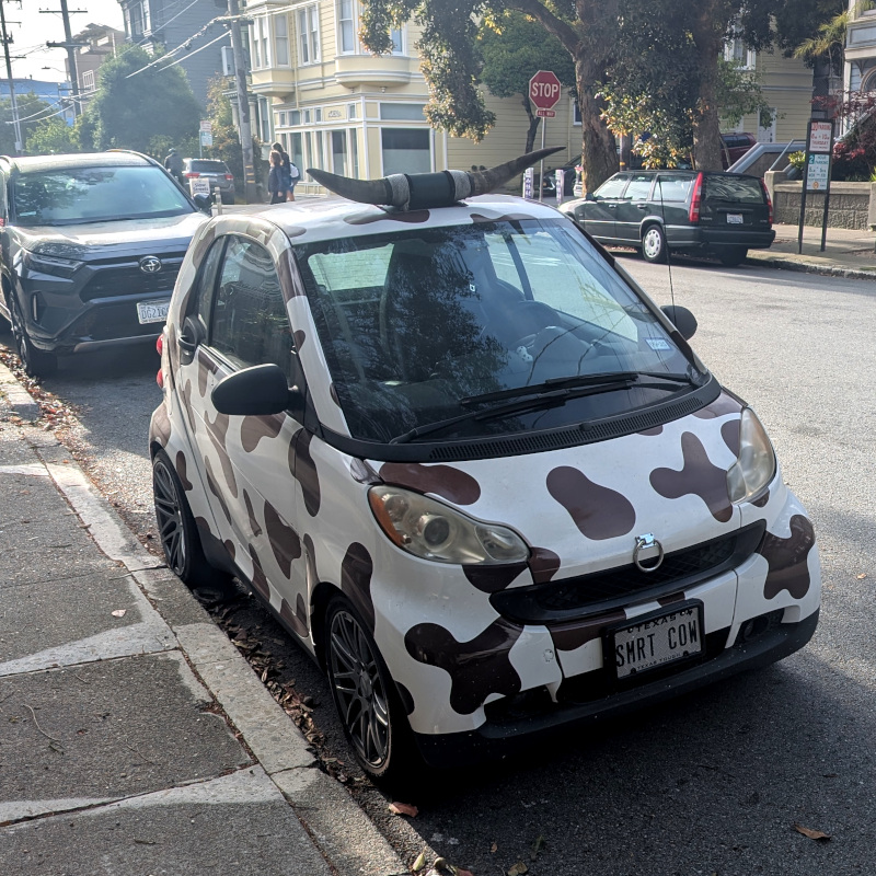 front view of a smart car painted with a jersey cow pattern. it has horns on top and a shiny nose ring in front. its license plate is Texas SMRT COW