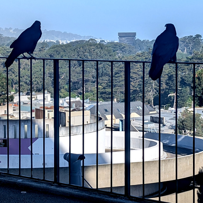 actual ravens sitting on rail behind 350 Parnassus Ave