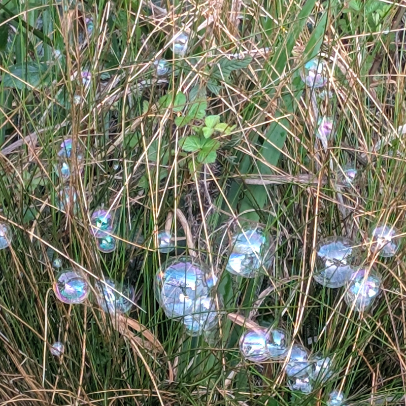 bubbles cling to some long thin waterside leaves