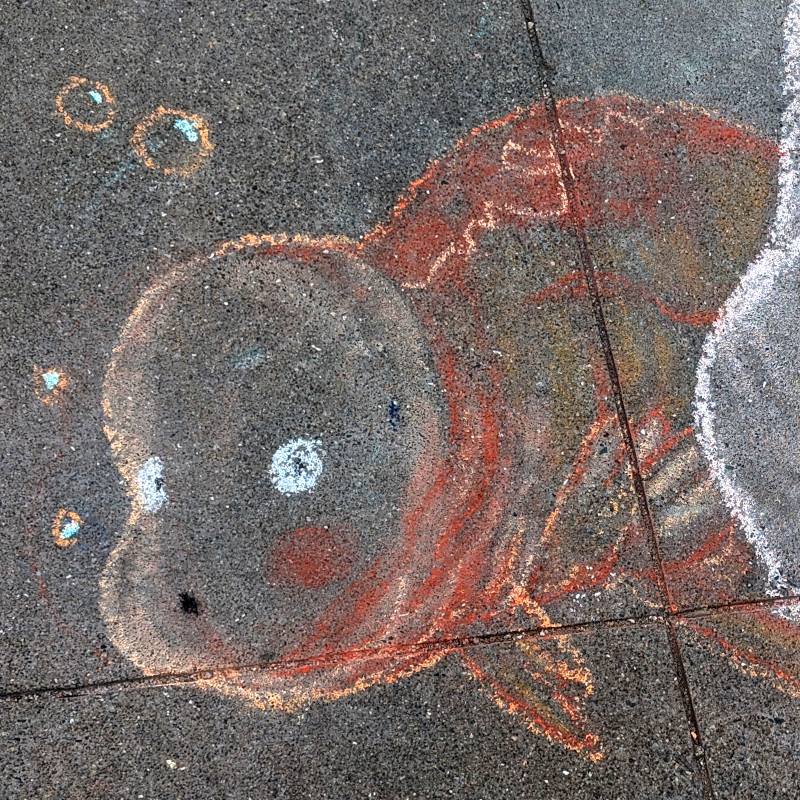 sidewalk chalk art: zooming in on one baby-faced goldfish (and a bit of the lady's elbow)