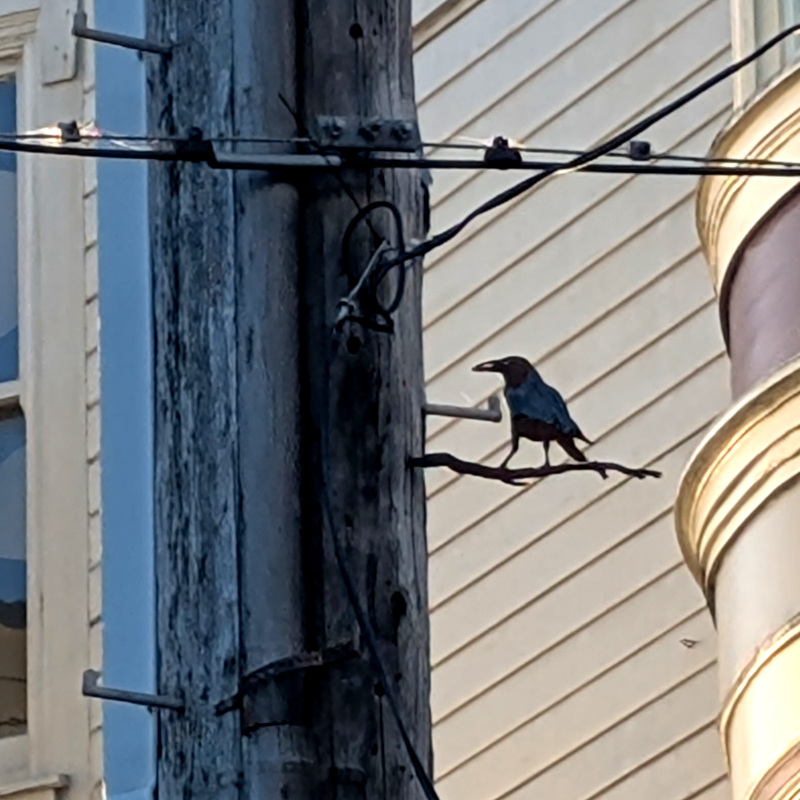 zooming in on the fake crow. Beak looks a little off, but but otherwise looks pretty real