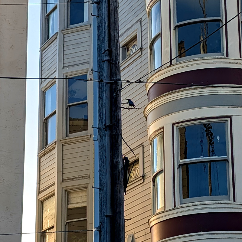 utility pole in front of an apartment building. kinda looks like there's a crow on a twig growing out of the pole. other details: apartment building has some rounded windows, some stained glass. signal wires on the utility pole